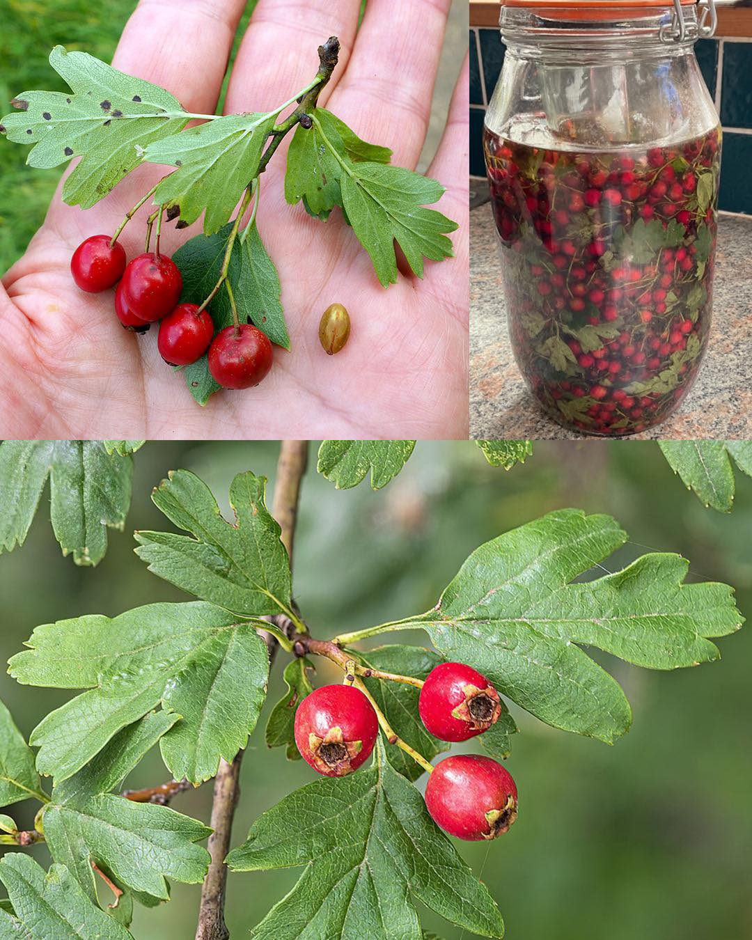 The Power of Hawthorn (Genus Crataegus): A Natural Ally for Heart and Cholesterol Health