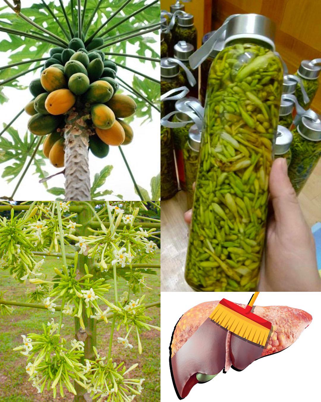 The Hidden Power of Male Papaya Flowers: Why This Bitter Blossom Is a Natural Medicine