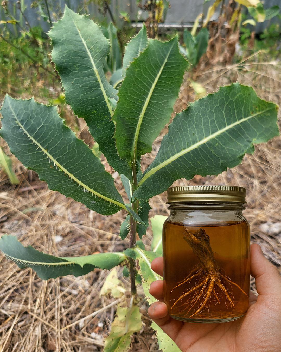 The Hidden Power of Lactuca serriola Root (Prickly Lettuce Root)