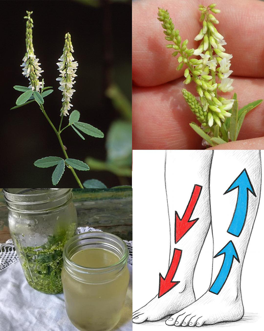 The Hidden Power of White Sweetclover (Melilotus albus)