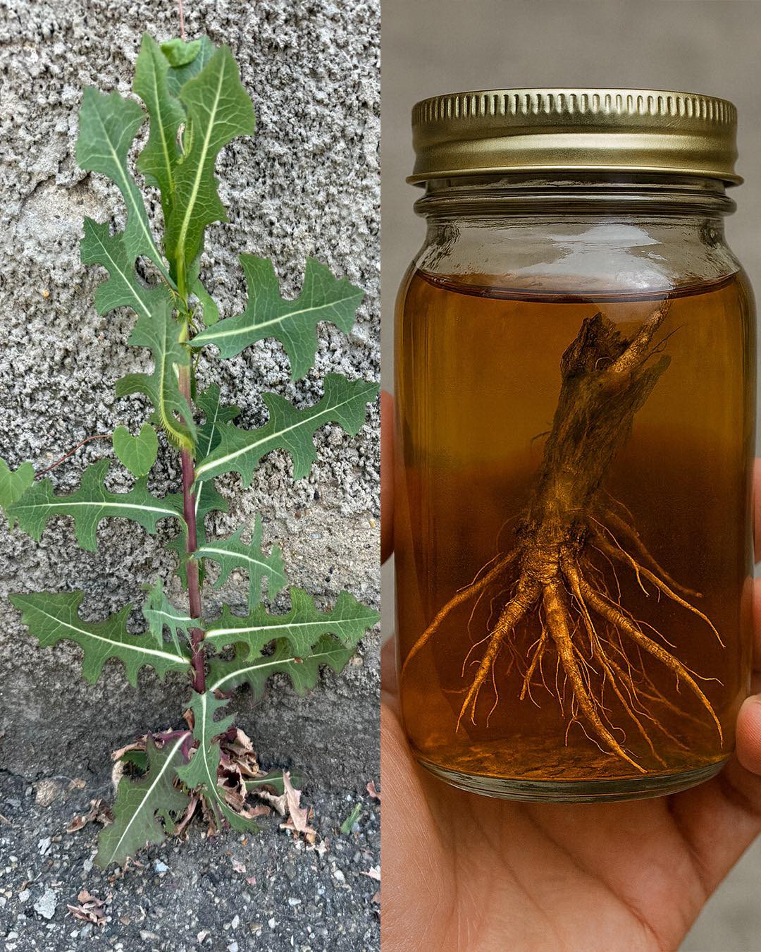 The Hidden Power of Lactuca serriola Root (Prickly Lettuce Root)