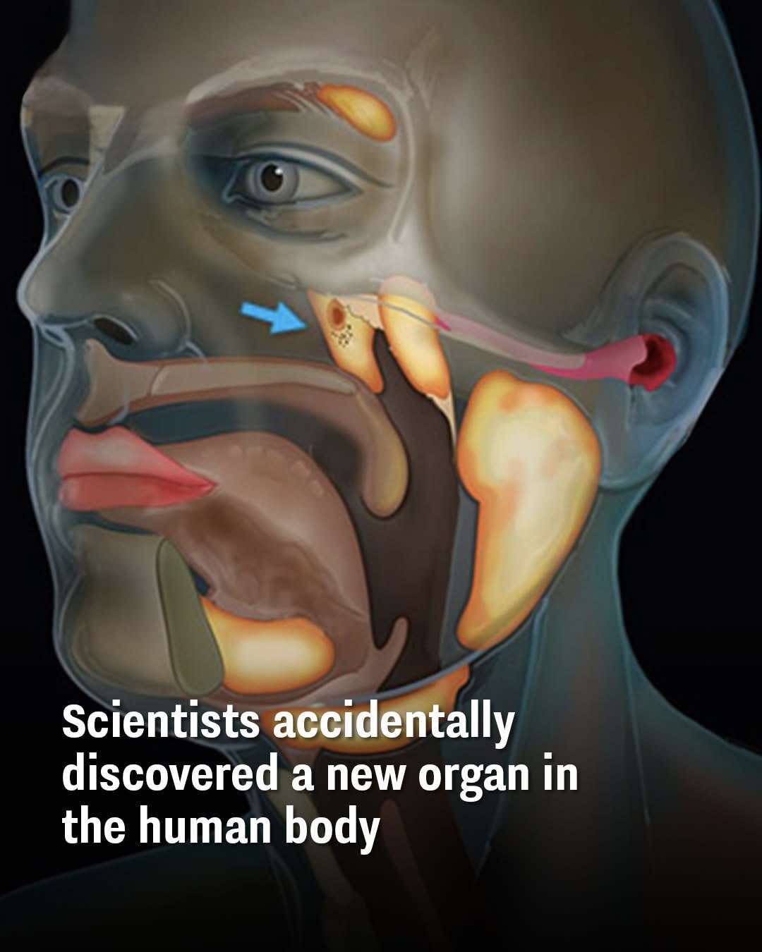 Scientists accidentally discovered a new organ in the human body