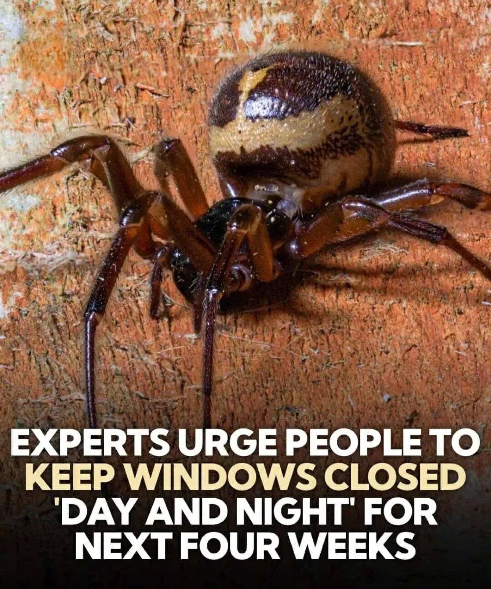 Prevent This Spider from Getting Inside Your Home